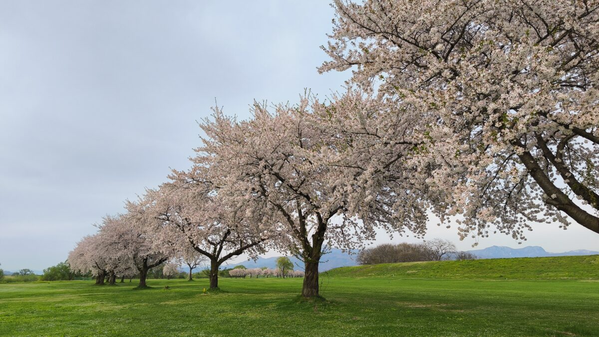 河北スポーツセンターゴルフ場 - 河北町観光ナビ
