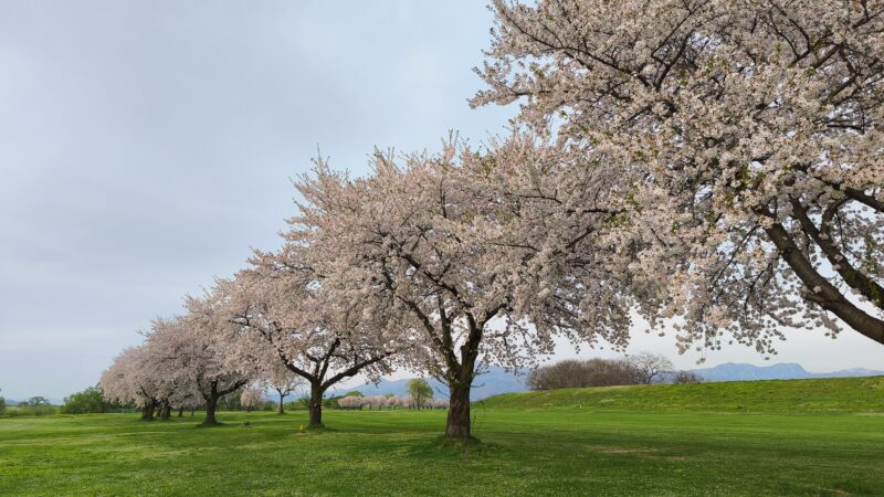 河北スポーツセンターゴルフ場 - 河北町観光ナビ