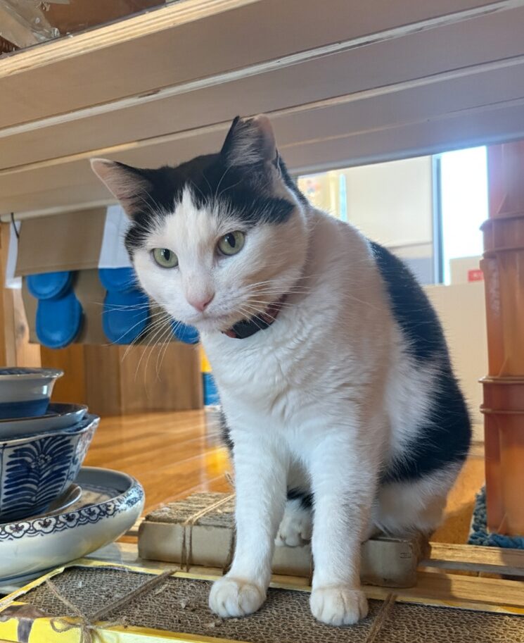 海老鶴温泉 おこげちゃん - 河北町観光なび