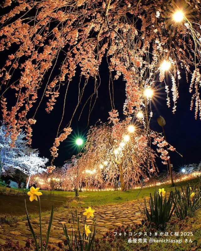 かほく桜2025_最優秀作品_ 河北町観光なび