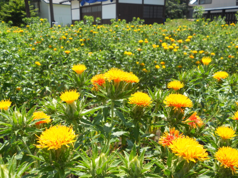 山形県河北町 - 河北町観光なび