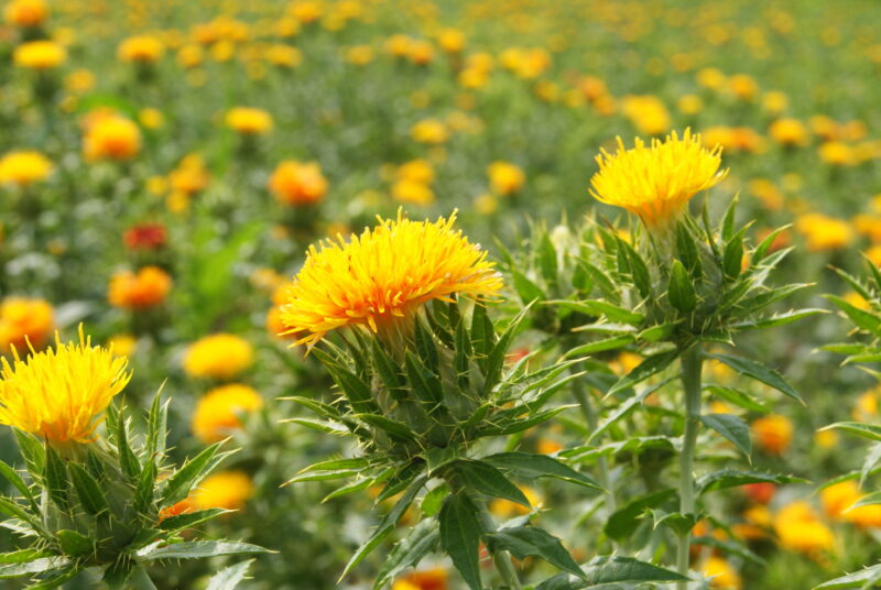 紅花 - 河北町観光なび